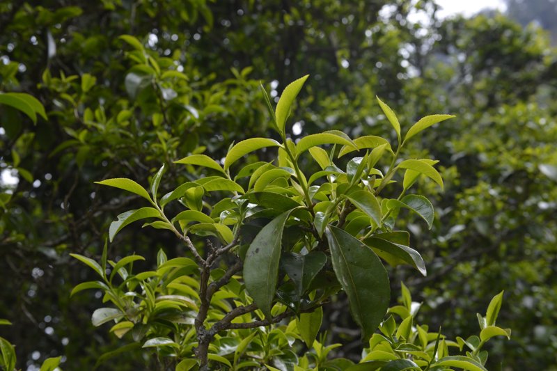 绿茶原料市场动态：绿色健康消费引领未来