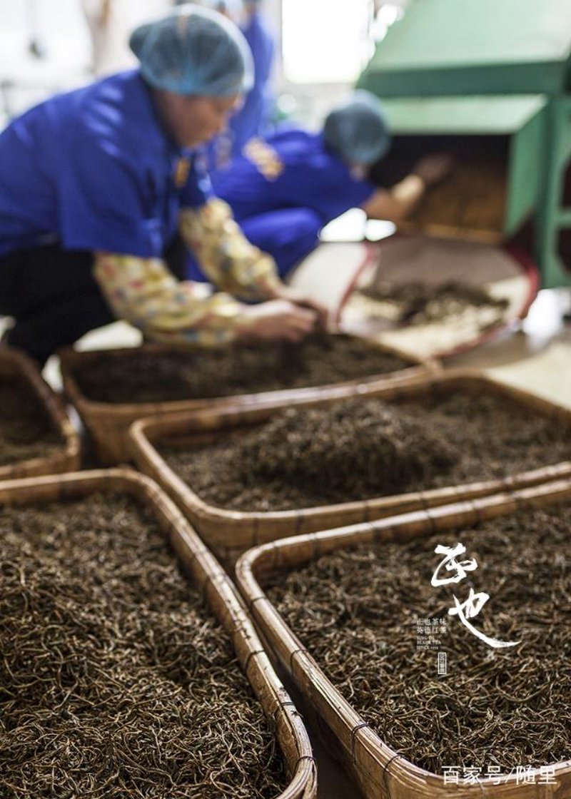 红茶加工