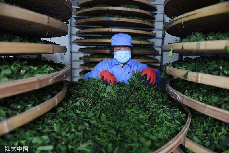 红茶加工工艺探秘：让甘甜滋味绽放于叶间