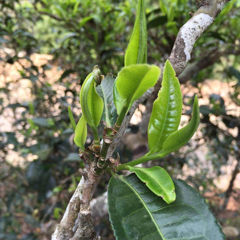 普洱茶文化的传承与创新